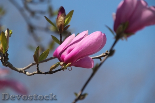 Devostock Tulip Tree Flower Blossom