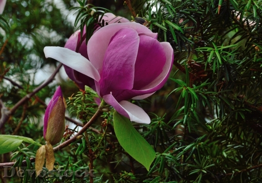 Devostock Tulip Tree Royal Botanical