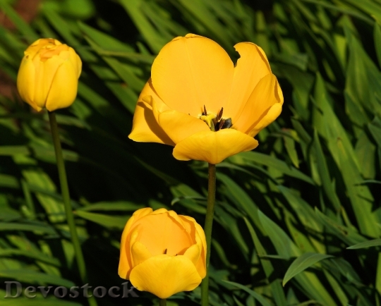 Devostock Tulip Tulipa Flower Flowers