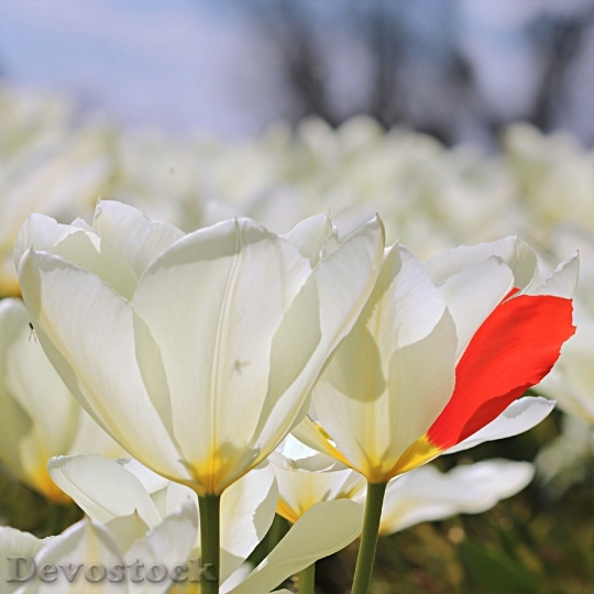 Devostock Tulip Tulipa Flower White