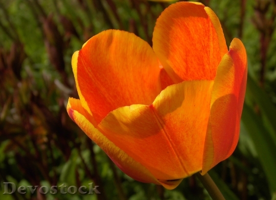 Devostock Tulip Tulipa Lily Spring
