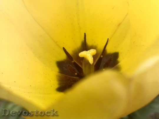 Devostock Tulip Tulipa Pistil Macro