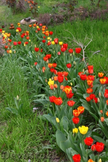 Devostock Tulip Tulips Flowers Spring