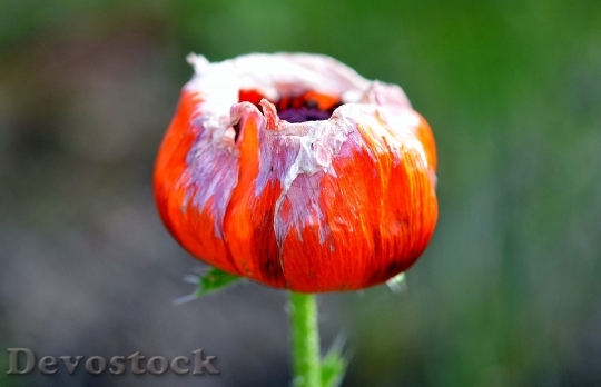 Devostock Tulip Tulips Nature Flower