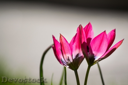 Devostock Tulip Tulips Pink Transparent