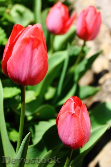 Devostock Tulip Tulips Red Cup