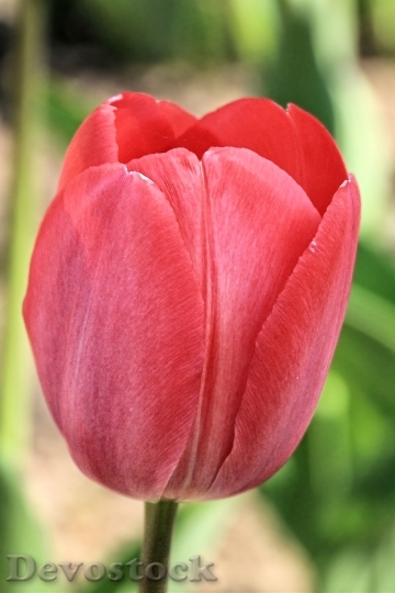 Devostock Tulip Tulips Red Spring