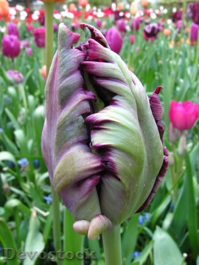 Devostock Tulip Violet Closed Spring