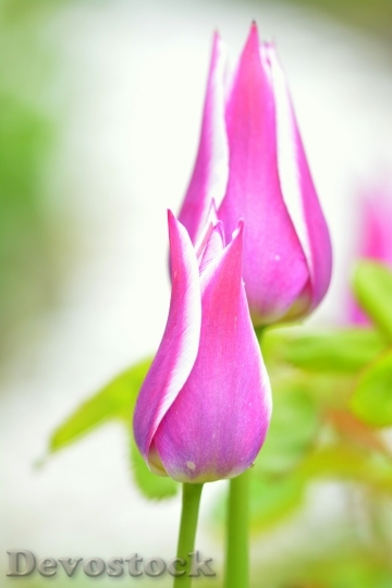 Devostock Tulip Violet Pink Flower