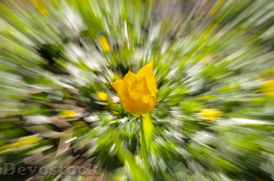 Devostock Tulip Warped Flower Yellow