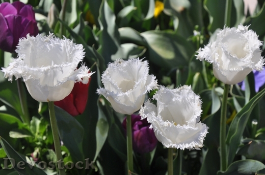 Devostock Tulip White Bloom Flower