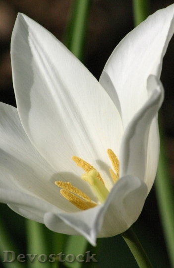 Devostock Tulip White Easter Petal