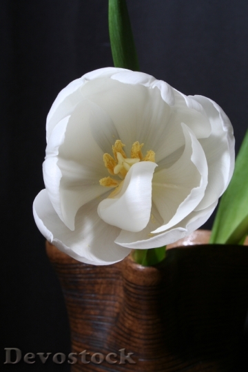 Devostock Tulip White Green Flower