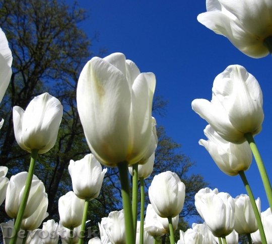Devostock Tulip White Keukenhof Spring