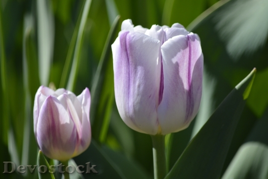 Devostock Tulip White Purple Spring