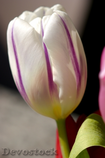 Devostock Tulip White Spring Blossom 0