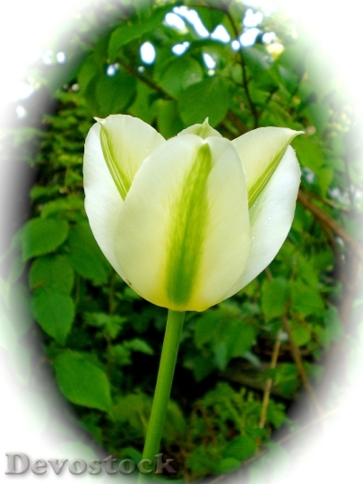 Devostock Tulip White Spring Blossom