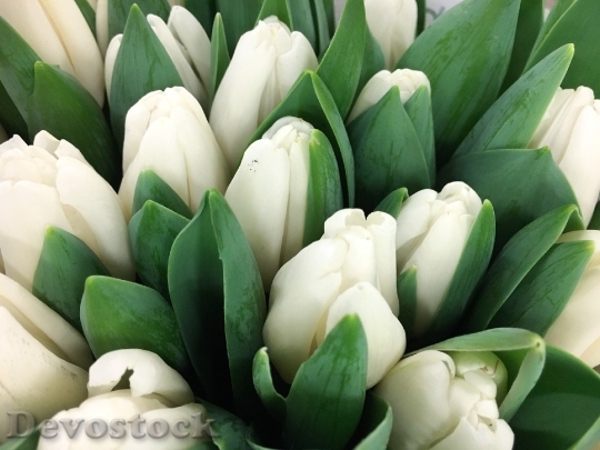 Devostock Tulip White Tulips Keukenhof