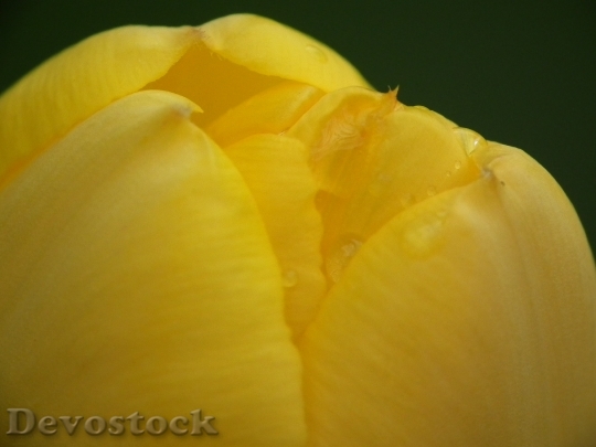 Devostock Tulip Yellow Flora 444945