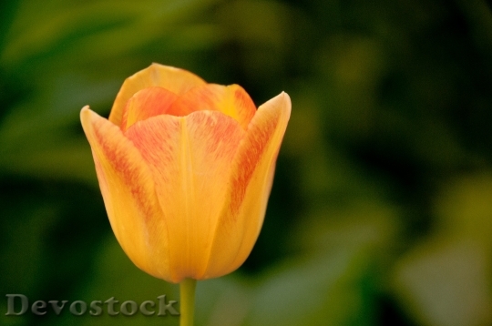 Devostock Tulip Yellow Floral Flower