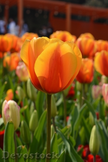 Devostock Tulip Yellow Flower 698355