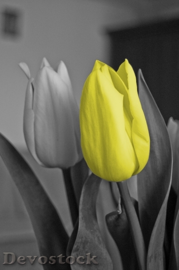 Devostock Tulip Yellow Flower Black
