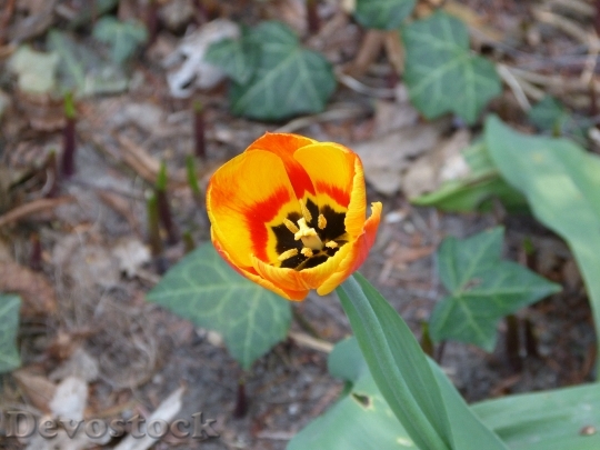 Devostock Tulip Yellow Flower Flowers 1
