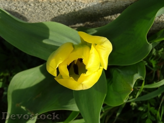 Devostock Tulip Yellow Flower Spring 4