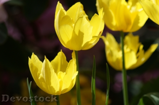 Devostock Tulip Yellow Flowers Spring 1
