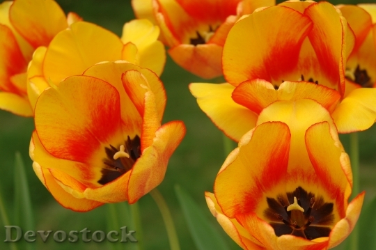 Devostock Tulip Yellow Garden Spring