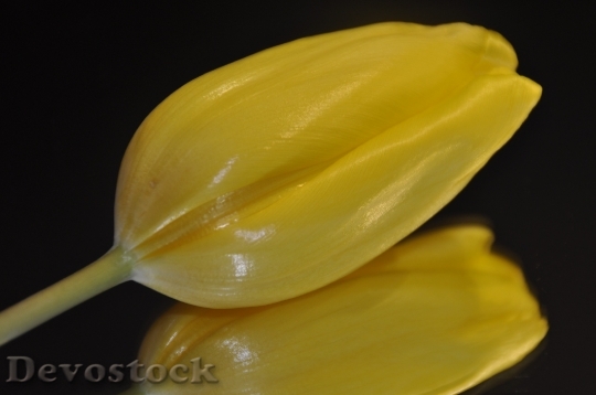 Devostock Tulip Yellow Poster 290459