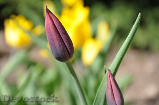 Devostock Tulip Yellow Purple Flower