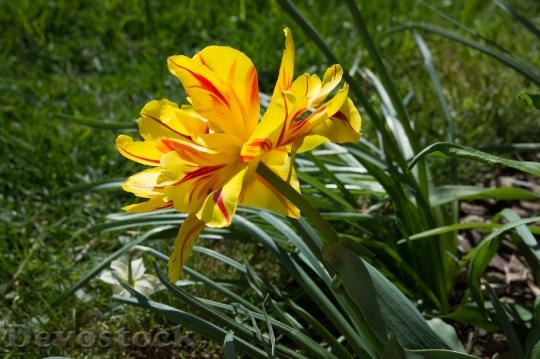 Devostock Tulip Yellow Red Flower