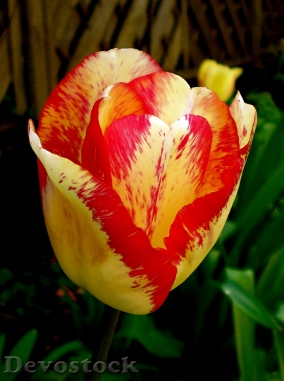 Devostock Tulip Yellow Red Spring