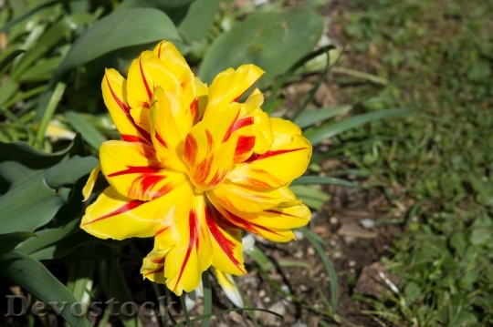 Devostock Tulip Yellow Red Yellow 0