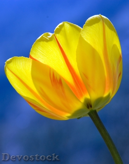 Devostock Tulip Yellow Spring Flowers 0