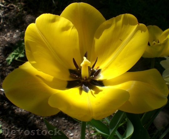 Devostock Tulip Yellow Spring Flowers 1