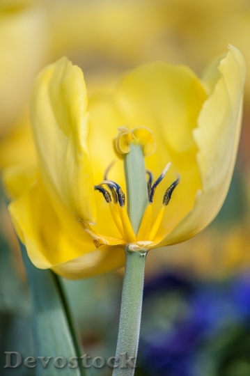 Devostock Tulip Yellow Spring Nature