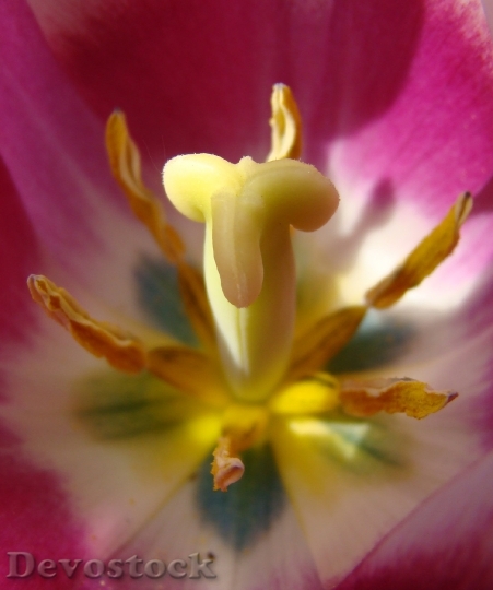 Devostock Tulipan Wisnia6522
