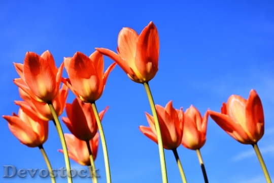 Devostock Tulips Apricot Coloured Sky