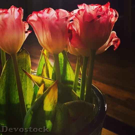Devostock Tulips Backlight Flower 756495