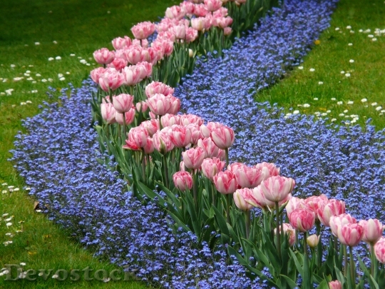 Devostock Tulips Bed Pink Forget 1