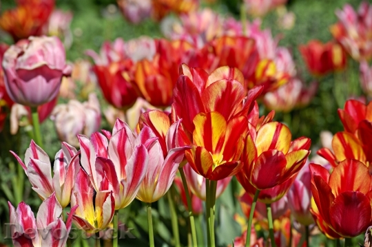 Devostock Tulips Bloom Spring Red 0