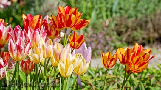 Devostock Tulips Bloom Spring Red 2