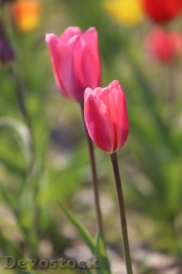 Devostock Tulips Blossom Bloom Flower