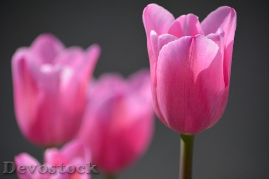 Devostock Tulips Blossom Bloom Pink