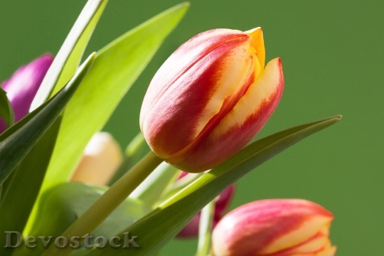 Devostock Tulips Bouquet Spring Macro 2