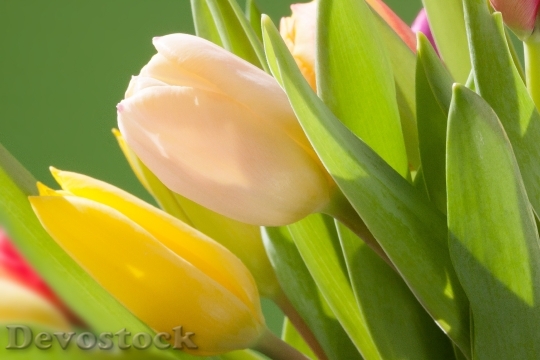 Devostock Tulips Bouquet Spring Macro 5