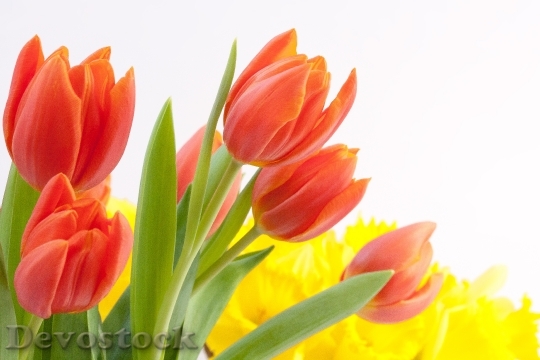 Devostock Tulips Bouquet Spring Osterglocken