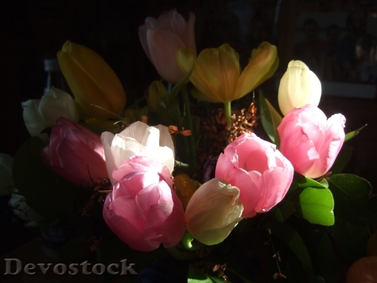 Devostock Tulips Bouquet Strauss Spring